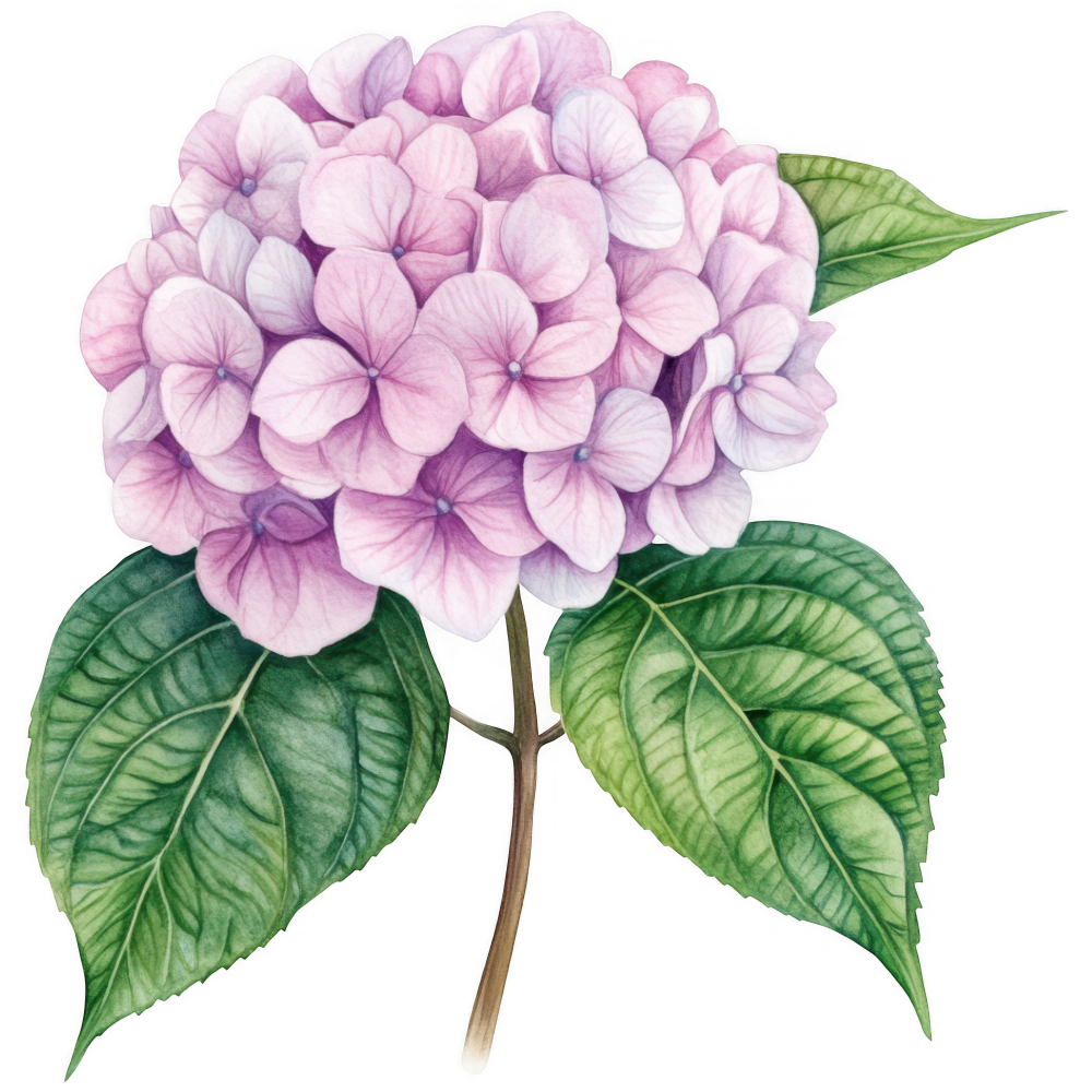 Hydrangea Decal 6