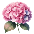 Hydrangea Decal 7