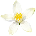 Lemon Decal 14