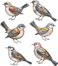 Mixed Media Bird Element Sheet 2