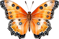 Orange Butterfly 10