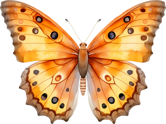 Orange Butterfly 11