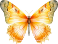 Orange Butterfly 12