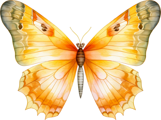 Orange Butterfly 12