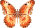 Orange Butterfly 13