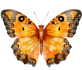 Orange Butterfly 14