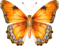 Orange Butterfly 15
