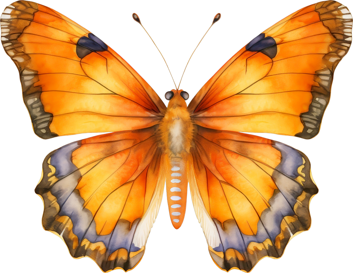 Orange Butterfly 15