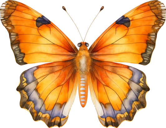 Orange Butterfly 15