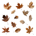Element Sheet 1- Leaves