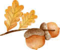 Collection Q-Acorns