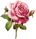 Roses n Crows Collection- Decal 1