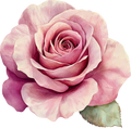Skull & Roses Collection- Decal 5