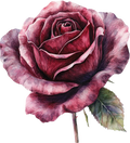 Skull & Roses Collection- Decal 7