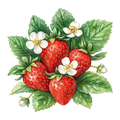 Strawberries D3