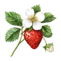 Strawberries D9