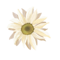 Summer Boho Decal 13