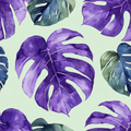 Monstera 8