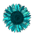 Turquoise Sunflower