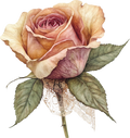 Vintage Floral Collection- Decal 3