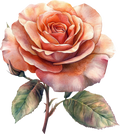 Vintage Floral Collection- Decal 4