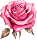 Vintage Floral Collection- Decal 8