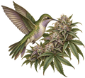 *High* Maintenance Collection- Decal 6