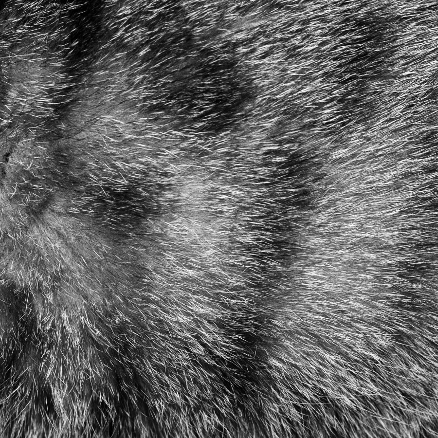 Whimsical Dog Collection 2 - Vinyl 2