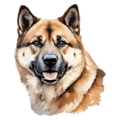 Akita