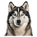 Malamute