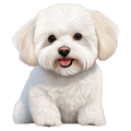 Bichon