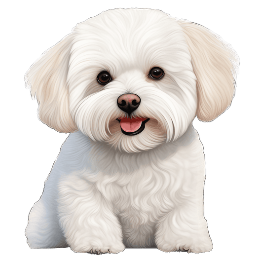 Bichon