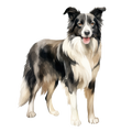 Border Collie 2