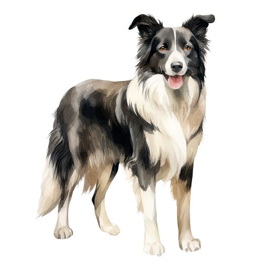 Border Collie 2