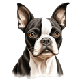 Boston Terrier