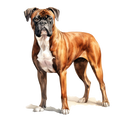 Boxer 2