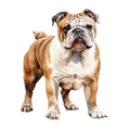 Bulldog 2