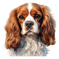Cavalier King Charles