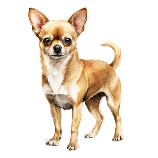chihuahua 3