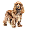 Cocker Spaniel 2