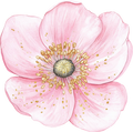 Petals & Pistols Collection- Decal 1