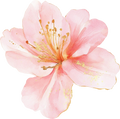 Petals & Pistols Collection- Decal 4