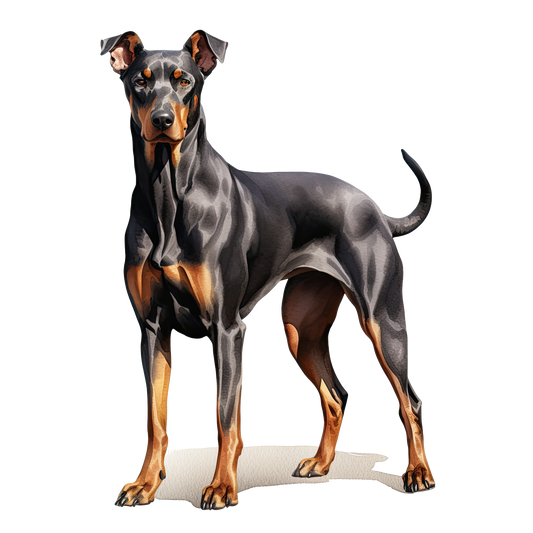 Doberman 2