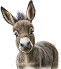 Donkey 18