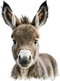 donkey 19