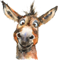 Donkey 21