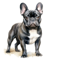 Frenchie 4