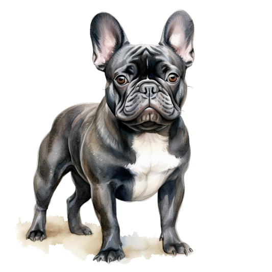 Frenchie 4