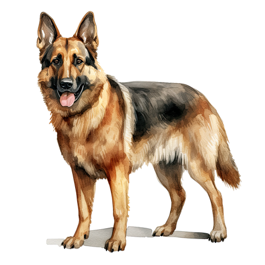 German Shepard 2