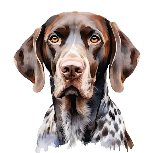 German Shorthair 2
